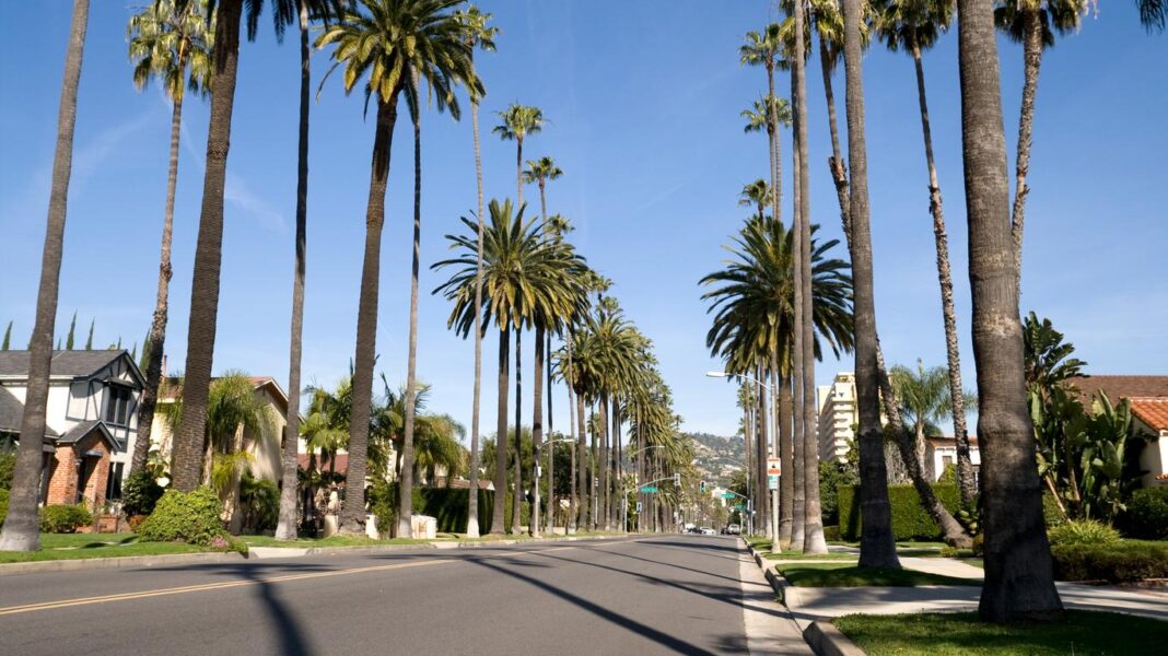 beverly hills palm trees